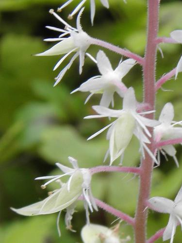 Coral Bells (Heuchera micrantha)