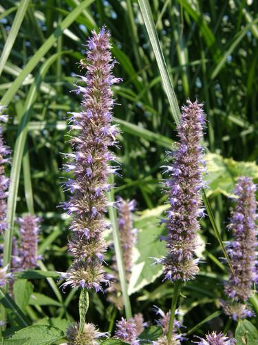 Giant Hyssop (Agastache pallida)