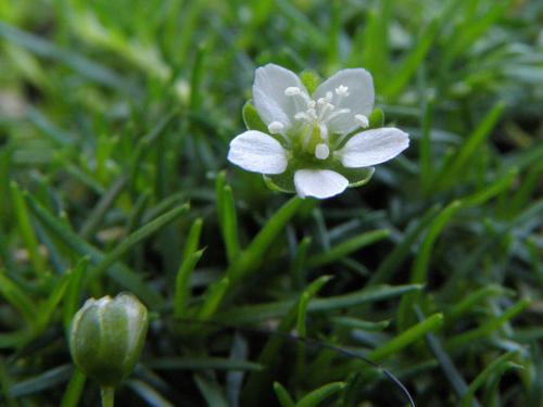 Irish Moss (Sagina subulata)