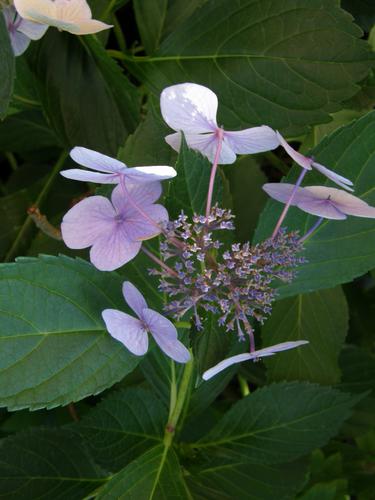 Lacecap Hydrangea (Hydrangea macrophylla)