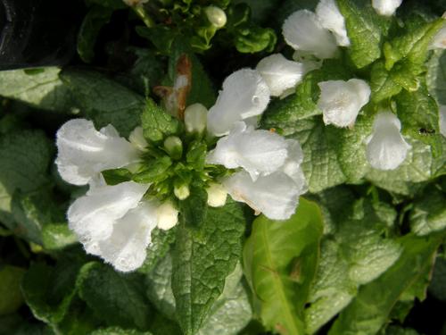 Spotted Deadnettle (Lamium maculatum 'White Nancy')