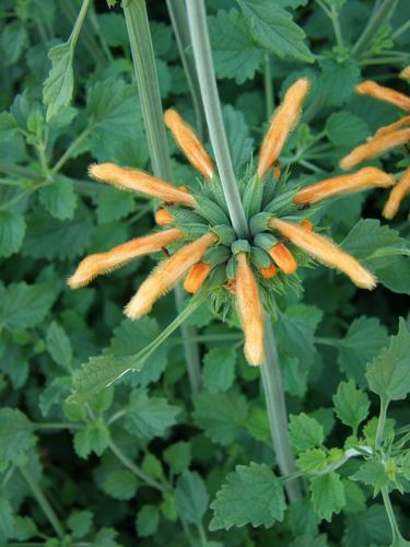 Lion's Tail (Leonotis menthifolia)