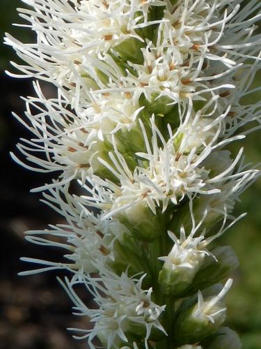 Spike Gayfeather (Liatris spicata)