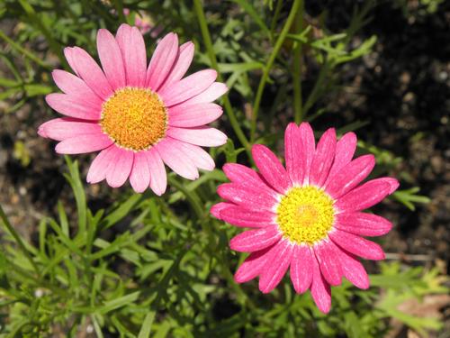 Argyranthemum