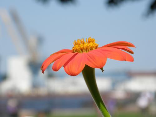 Mexican Sunflower