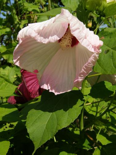 Giant Hibiscus (Hibiscus moscheutos 'Disco Bell')