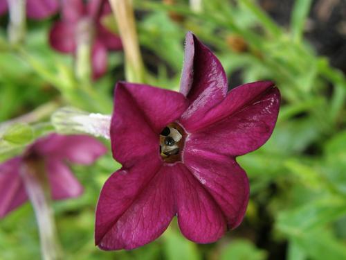 Flowering Tobacco