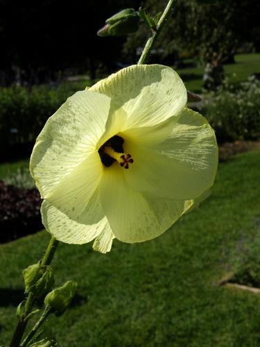 Flowering Okra (Abelmoschus manihot)