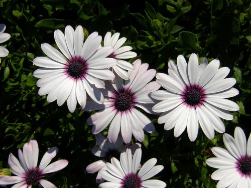 African Daisy