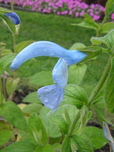 Gentian Sage