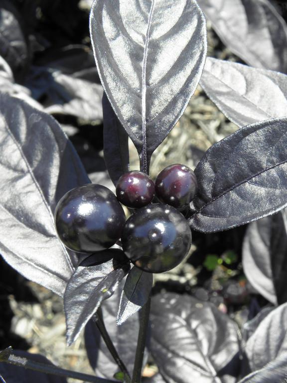 Ornamental Pepper (Capsicum annuum Black Pearl) at Portsmouth Waterfront in New Hampshire