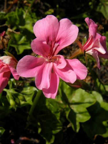 Ivy-leaved Geranium