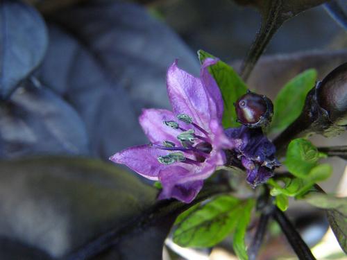 Ornamental Pepper (Capscicum annuum 'Black Pearl')