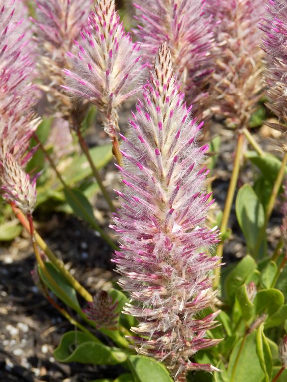 Pink Mulla Mulla (Ptilotus exaltatus 'Joey') at Portsmouth Waterfront in New Hampshire