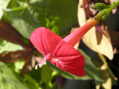 Cypress Vine (Ipomea quamoclit)