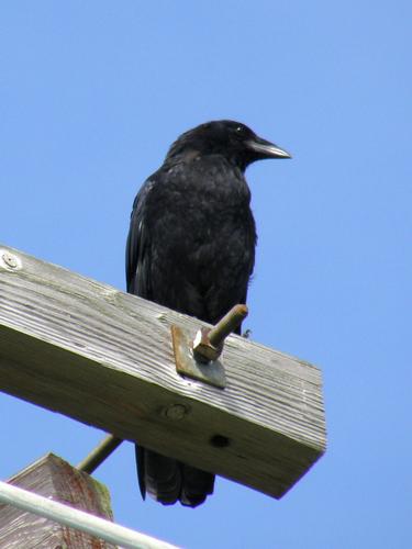 Common Raven