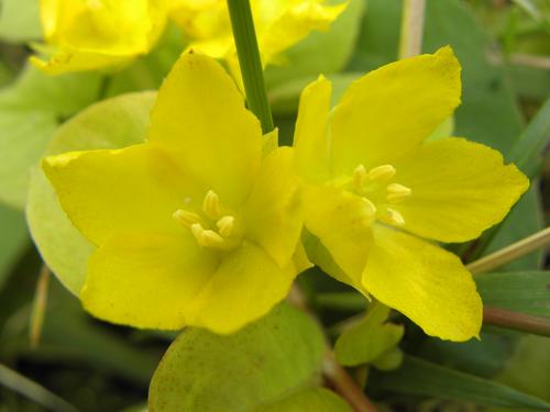 Golden Creeping Speedwell