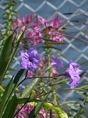 Mexican Petunia