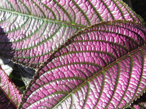 Persian Shield (Strobilanthes dyerianus)