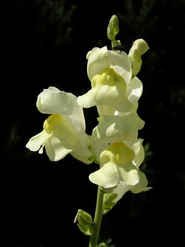 Snapdragon (Antirrhinum majus)