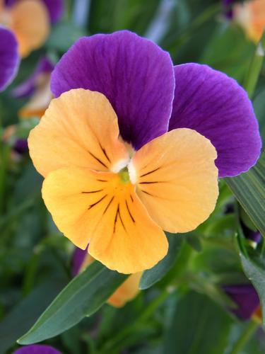 Pansy