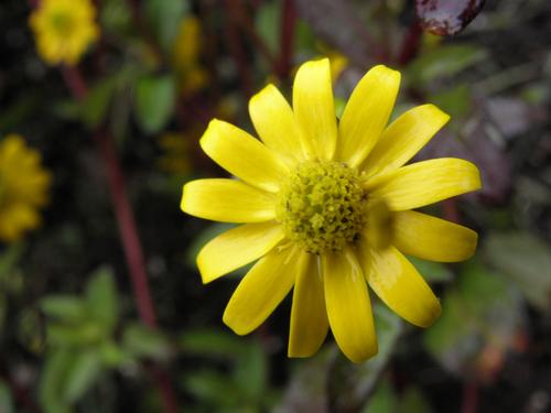 Sanvitalia 'Tsavo Yellow Ice' (Sanvitalia procumbens 'Tsavo Yellow Ice')