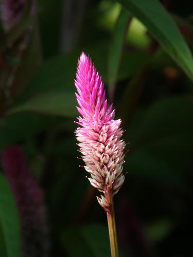 Wheatstraw Celosia