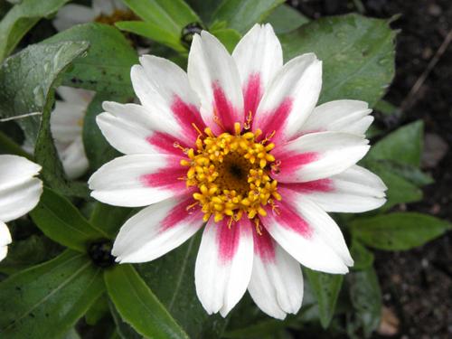 Zinnia 'Zahara Starlight Rose' (Zinnia marylandica 'Zahara Starlight Rose')