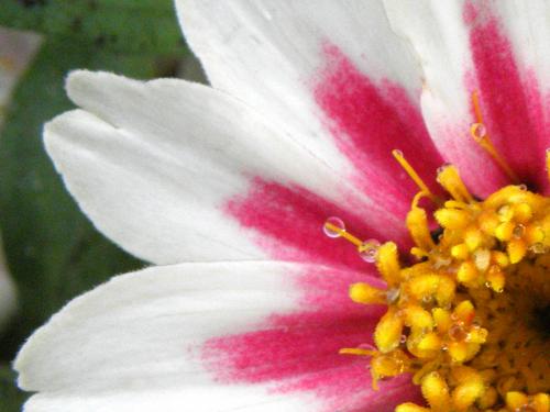 Zinnia 'Zahara Starlight Rose' (Zinnia marylandica 'Zahara Starlight Rose')