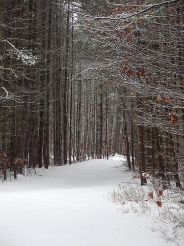 woods path portion of the Potanipo Rail Trail in southern New Hampshire