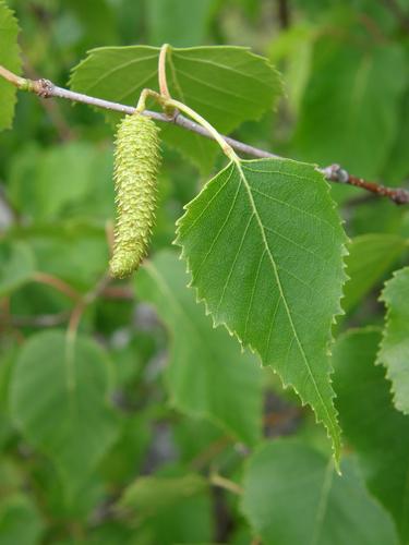 fruiting catkin of Paper Birch (Betula papyrifera)