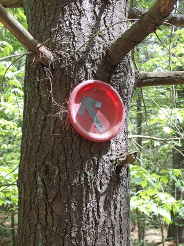 trail blaze at Potter Woods in southern New Hampshire