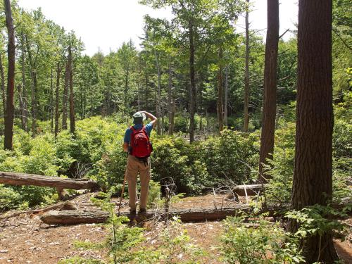 trailside swamp at Potter Woods in southern New Hampshire