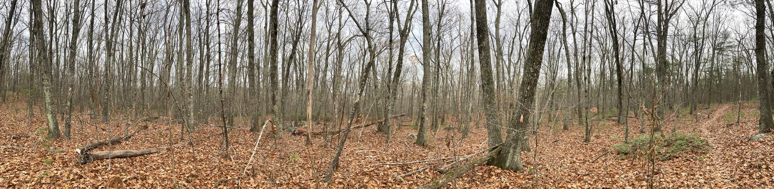 forest in November at Poutwater Pond WMA at Holden in eastern Massachusetts