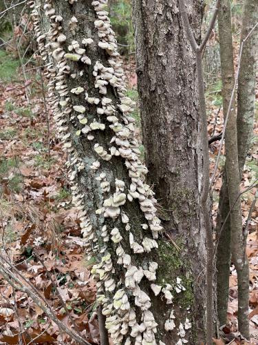 tree in November at Poutwater Pond WMA at Holden in eastern Massachusetts