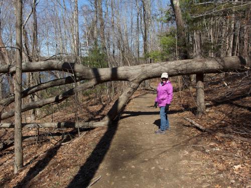 trail in March at Powow Hill in northeast Massachusetts