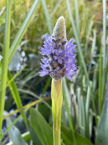 Pickerel Weed (Pontederia cordata) in August near Prentice Hill in southwestern NH