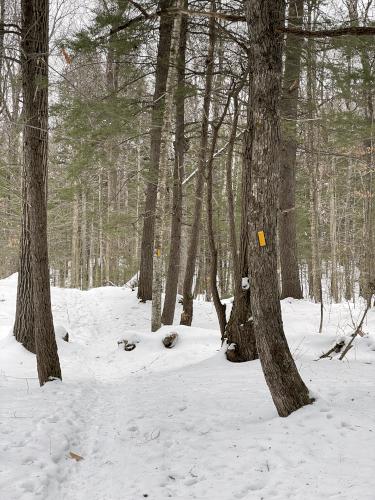 trail in February at Proctor Wildlife Sanctuary near Center Harbor in central New Hampshire