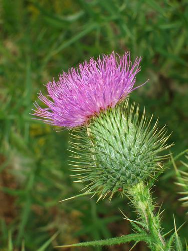 Bull Thistle (Cirsium vulgare)