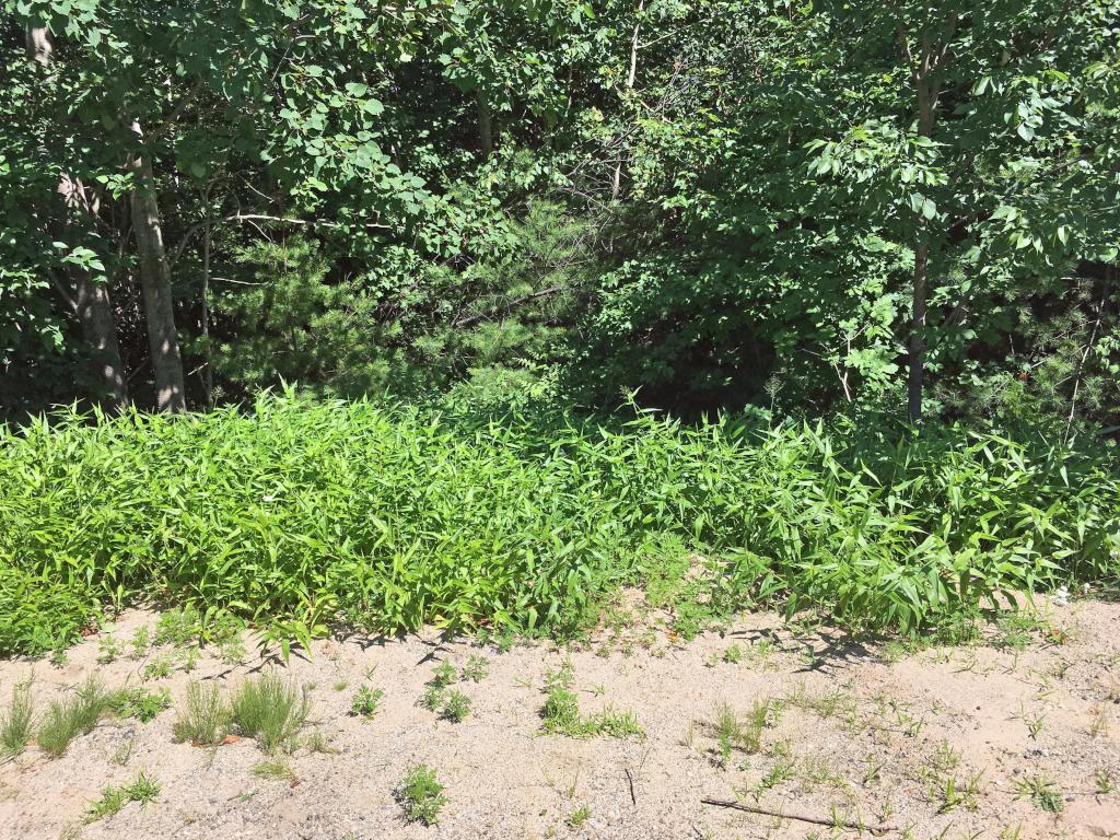 overgrown north trailhead at Prospect Hill near Hancock in southern New Hampshire