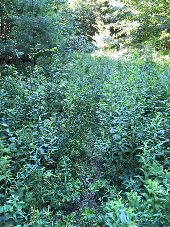 overgrown trail in July at Prospect Hill near Hancock in southern New Hampshire