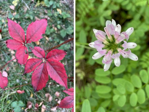 trailside color  in October at Prospect Hill near Waltham in northeast MA