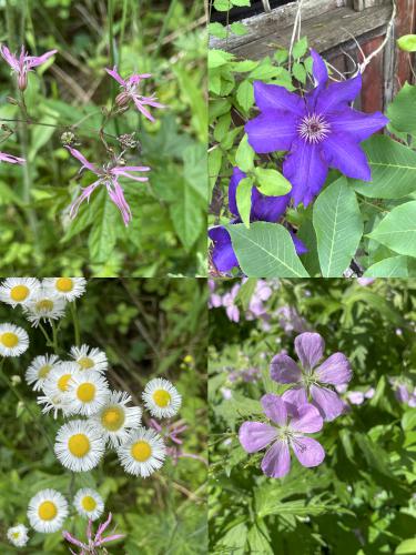 flowers in May at Prouty Woods in northeast MA