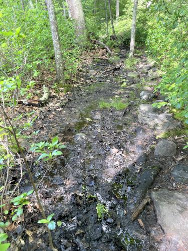 trail in May at Prouty Woods in northeast MA