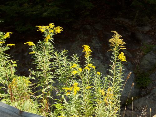 goldonrod at Province Road Mountain in western New Hampshire