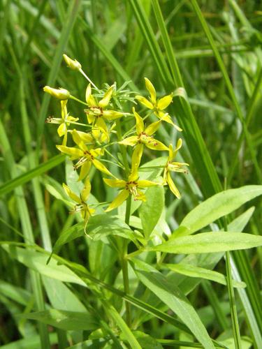 Swamp Loosestrife (Lysimachia terrestris)