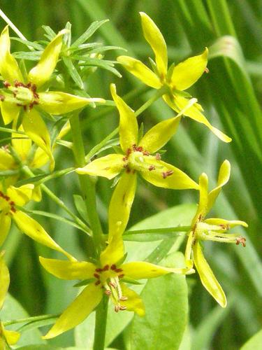 Swamp Loosestrife (Lysimachia terrestris)