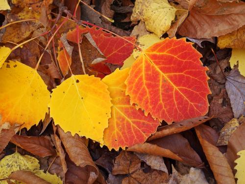 brightly-colored leaves atop a drab brwon background beside the Grafton Loop Trail 
to Puzzle Mountain in western Maine