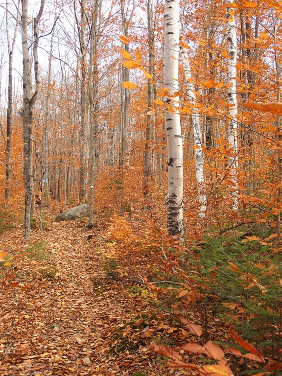 Grafton Loop Trail in October to Puzzle Mountain in western Maine