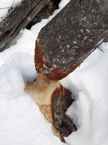 beaver work at Quincy Bog in New Hampshire